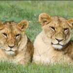 6 Days Kenya Lodge Safari