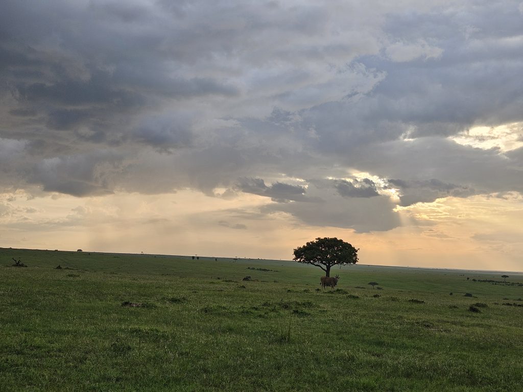 3 Days Maasai mara safari