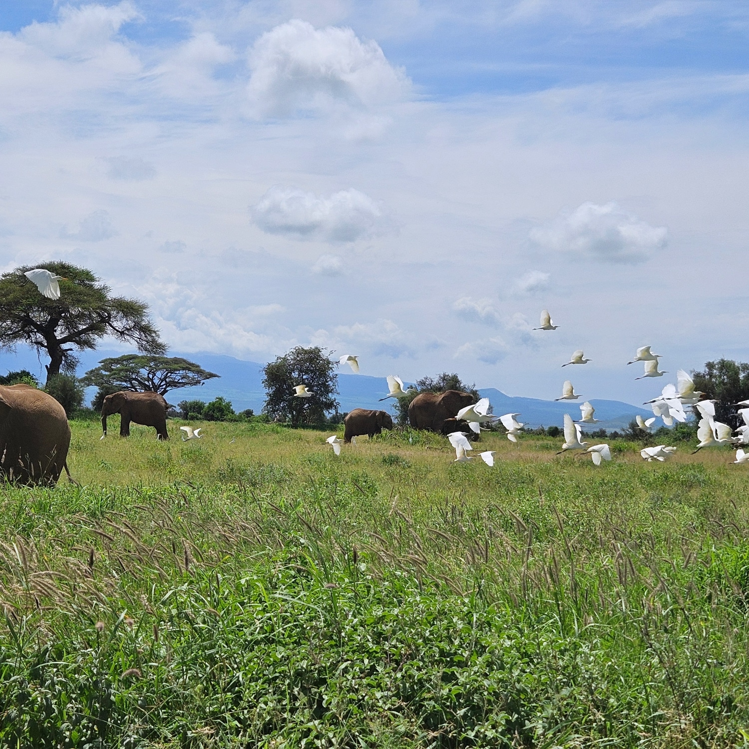 4 Days Amboseli Safari